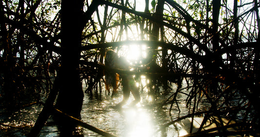 Mangrove Silhouette, 2023